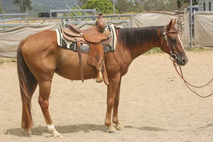 Discover Your Perfect Steed Navigating Horses for Sale in Australia