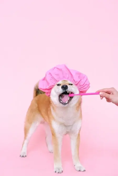 Treats, Grooming, and Everything Pets Love