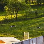 How Outdoor Improvements Can Make a Home Safer for Families