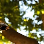 When Wood Bee Traps Are Essential for Home Safety