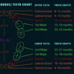 From Eruption Charts To Reality: Tracking Your Child’s Tooth Timeline