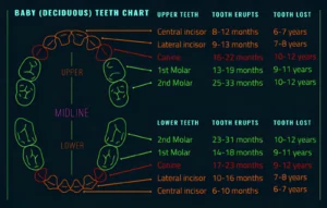From Eruption Charts To Reality: Tracking Your Child’s Tooth Timeline