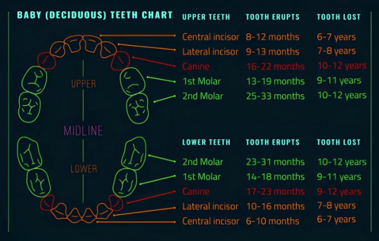 From Eruption Charts To Reality: Tracking Your Child’s Tooth Timeline