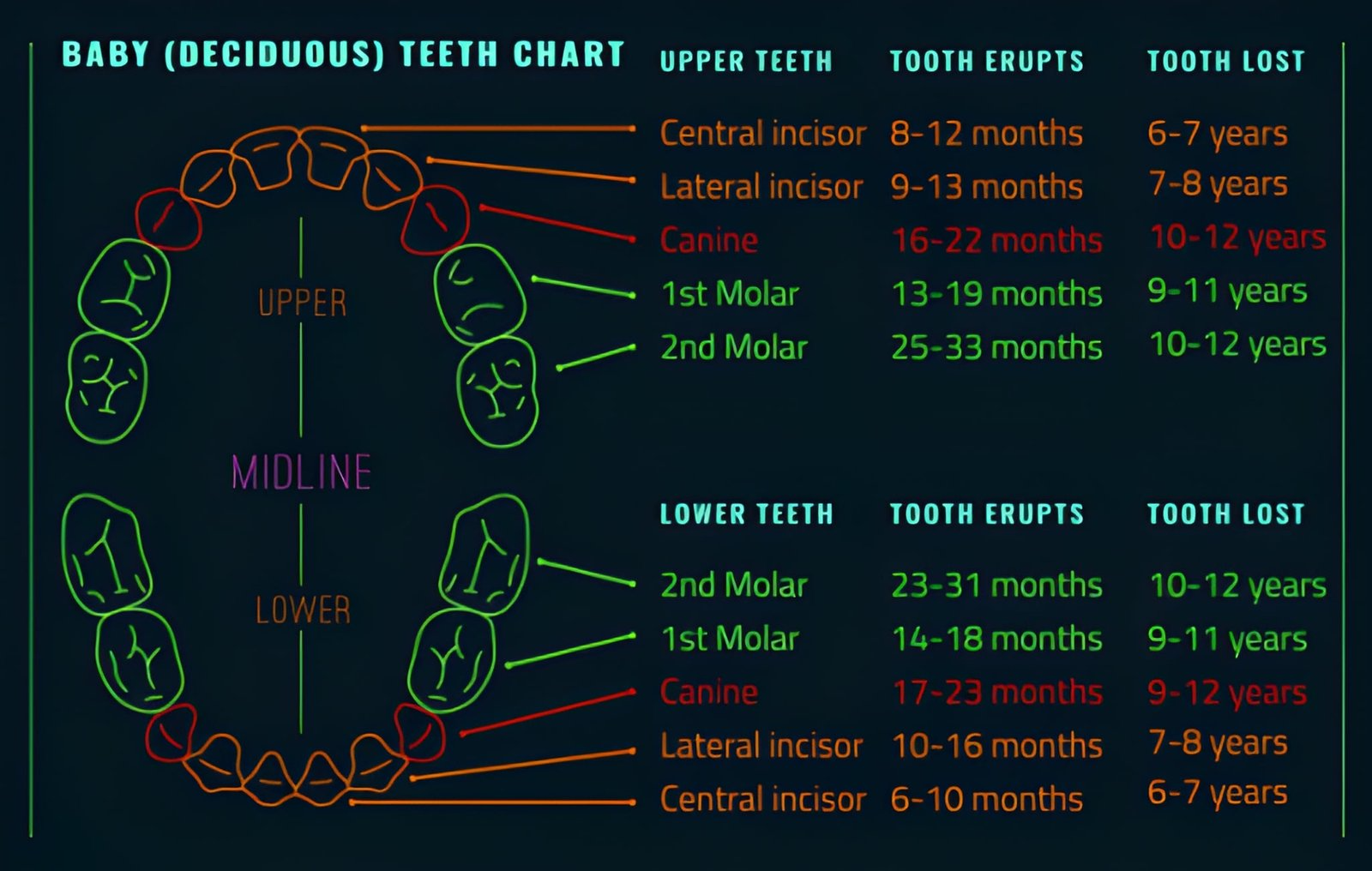 From Eruption Charts To Reality: Tracking Your Child’s Tooth Timeline